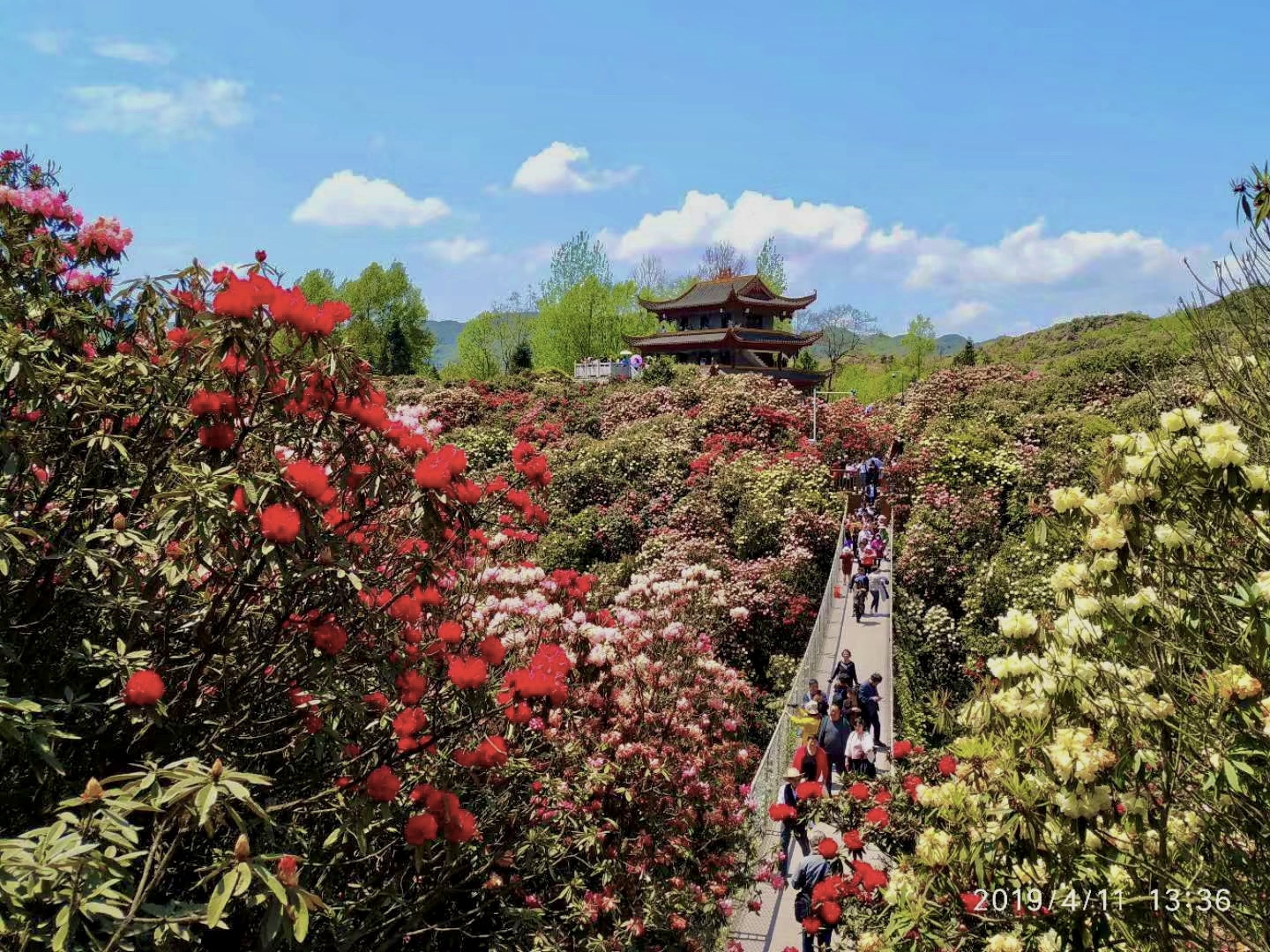 【毕节百里杜鹃花期】“黔”往贵州精华12日游